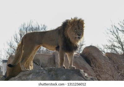 Majestic Lion Standing On The Rock In Denver Zoo