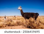 A majestic llama stands tall in the arid landscape of Bolivia, framed by a vivid blue sky. Its thick, dark fur contrasts with the golden shrubs and dry, sandy terrain. Other llamas graze in the backgr