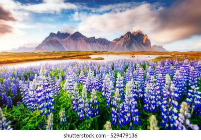 Majestic lupine flowers glowing by sunlight. Unusual and gorgeous scene. Popular tourist attraction. Location famous place Stokksnes cape, Vestrahorn (Batman Mountain), Iceland, Europe. Beauty world.