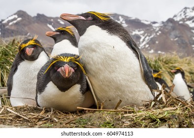 Majestic Macaroni Penguin