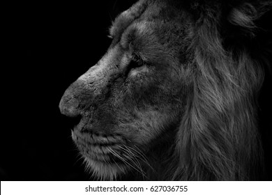 Львица Фото Черно Белое