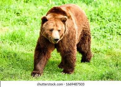 Majestic male brown bear roaming on lush green grass field in the wild.
