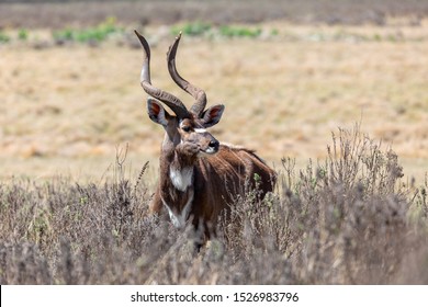 majestic male of endemic very rare Mountain nyala, Tragelaphus buxtoni, big antelope in Bale mountain National Park, Ethiopia, Africa widlife