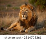 A majestic male lion lying in grass, lit by golden morning light, roaring.