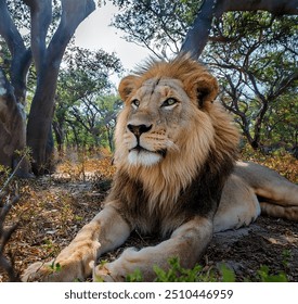 
A majestic male lion rests in a tranquil forest, his golden mane contrasting with his tawny fur. His golden mane glowing against tawny fur. Surrounded by lush greenery and dappled sunlight. - Powered by Shutterstock