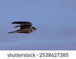 A majestic merlin soaring through the sky, Falco columbarius