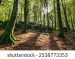 The majestic Monte Cimino Forest (Faggeta del Monte Cimino), Unesco World Heritage Site. Near Soriano nel Cimino, Viterbo, Lazio, Italy.