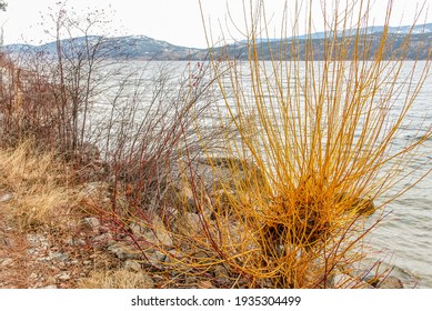 Majestic Mountain Lake In Canada. Okanagan Lake View In Winter.