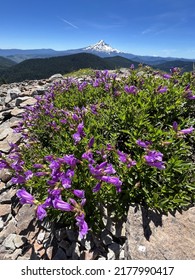 Majestic Mt. Hood In Oregon