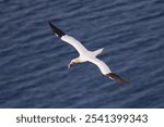 A majestic northern gannet (Morus bassanus) flying over an azure ocean in Troup Head Scotland