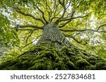 A majestic oak tree seen from the base, its thick trunk covered in moss and reaching up into a canopy of vibrant green leaves. The branches spread wide against a bright sky.