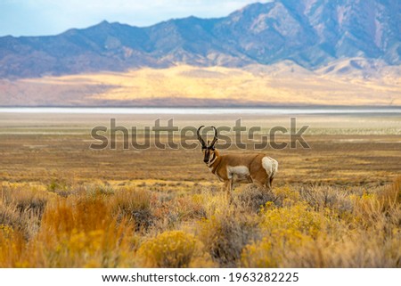 Majestic Old Pronghorn Buck in Eastern Nevada.  Antelope.