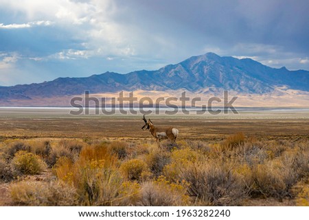 Majestic Old Pronghorn Buck in Eastern Nevada.  Antelope.