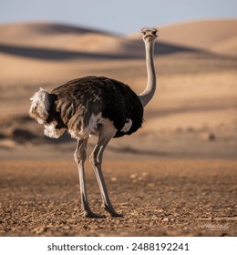A majestic ostrich stands tall in the savannah, its sleek brown feathers glistening in the sunlight. Its long neck and legs a striking pose, as it surveys its kingdom with piercing eyes.