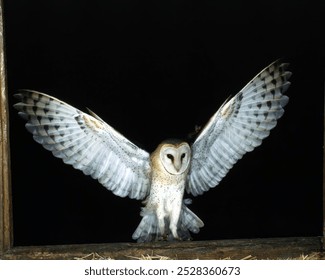 Majestic Owl Close View Portrait - Powered by Shutterstock