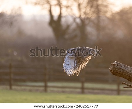 A majestic owl in flight over a sunlit rural landscape.