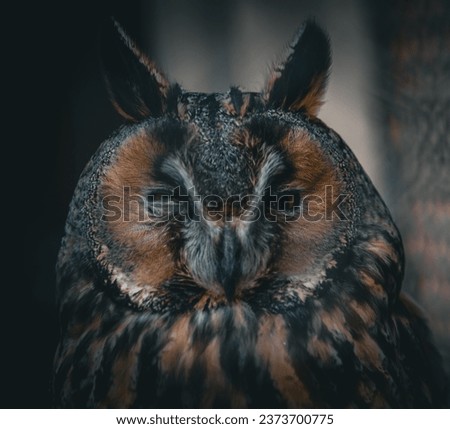 Majestic Owl in its Natural Habitat: This remarkable photograph showcases the regal presence of an owl perched on a moss-covered tree branch, surrounded by the dappled light of a dense forest. The owl Foto stock © 