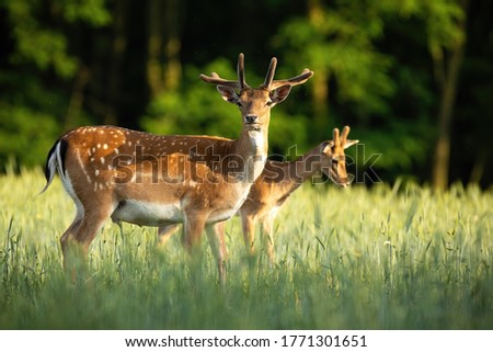Majestic pair of fallow deer, dama dama, stags standing on meadow in the summer. Dominant animals with antlers in velvet observing on hay field from side view.