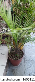 Majestic Palm, Or Majesty Palm, Is A Species Of Tree In The Family Arecaceae. While Often Marketed In Stores As A 