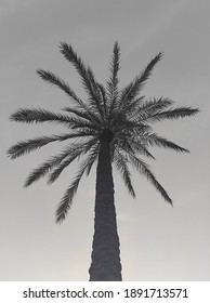 The Majestic Palm In The Sunset