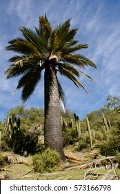 Majestic Palm Tree In Sector Ocoa Of The National Park La Campana