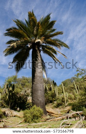 Majestic palm tree in sector Ocoa of the National Park La Campana