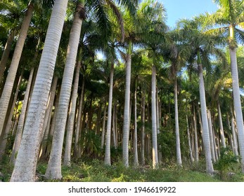 Majestic Palm Trees Gathered Together