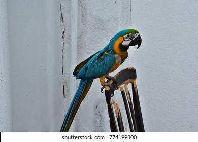 Majestic Parrot Sits On His Favourite Chair In Melaka, Waiting For Photographers.