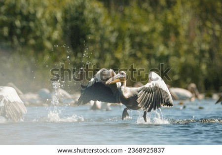 A majestic pelican taking flight from the tranquil waters of the Danube Delta, showcasing the rich biodiversity of this unique ecosystem environment conservation eco