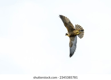 A majestic peregrine falcon soaring through the sky.