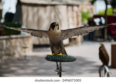 A majestic peregrine falcon with wings spread wide, perched on a stand in an outdoor environment. The bird's intense gaze and impressive wingspan highlight its strength and beauty. - Powered by Shutterstock