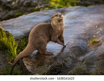 Majestic photograph of a wild otter on a rock doing strange movements with one foot or paw up in the air doing flips and stretches next to the water after going for a swim and shaking the water off 