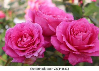 Majestic pink roses in bloom. Details of a rose bush. 