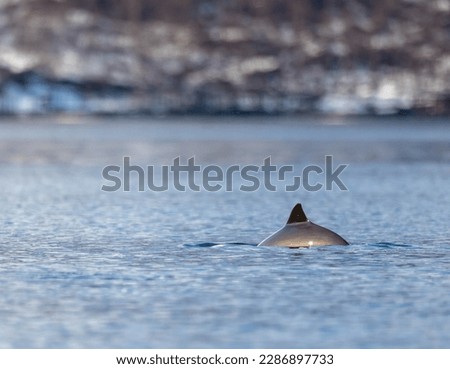 Majestic porpoise breaching the surface for air in Norwegian spring