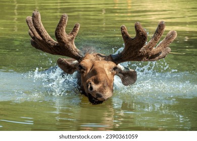 Majestic portrait moose swimming in lake with big horns in summer forest. Wildlife scene from nature - Powered by Shutterstock