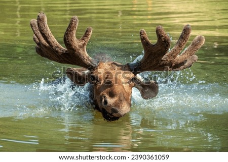 Majestic portrait moose swimming in lake with big horns in summer forest. Wildlife scene from nature