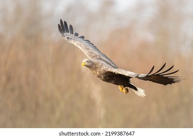 Majestic predator White-tailed eagle, Haliaeetus albicilla in Poland wild nature flying bird - Shutterstock ID 2199387647