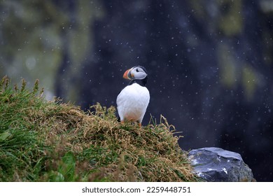 The Majestic Puffin of Iceland - Shutterstock ID 2259448751