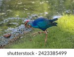 Majestic purple swamphen: Wetland