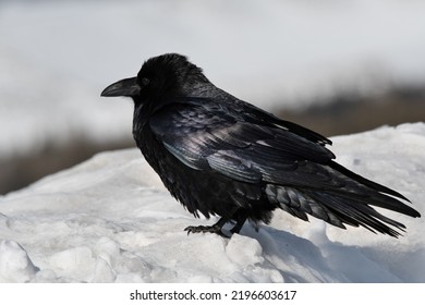 Majestic Raven In Jackson Hole, Wyoming