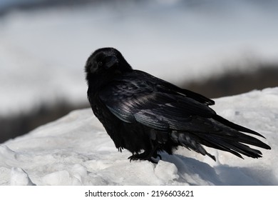 Majestic Raven In Jackson Hole, Wyoming