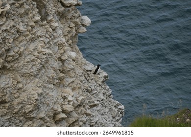 A majestic Razorbilla bird perched on a coastal cliff overlooking the sea in Flamborough, North Yorkshire, England. The bird has distinctive black and white plumage.