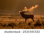 Majestic red deer bellowing at sunrise showing the rutting season has started. The warmth breathe on a col autumn morning creates a misty and magical atmosphere