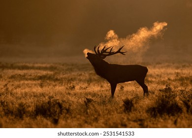 Majestic red deer bellowing at sunrise showing the rutting season has started. The warmth breathe on a col autumn morning creates a misty and magical atmosphere