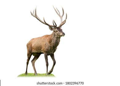 Majestic red deer, cervus elaphus, marching on glade from side view isolated on white background. Animal wildlife cut out on blank. Male mammal with brown fur and antlers walking.