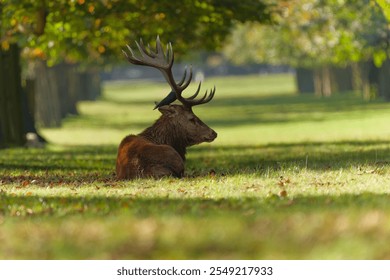 Majestic Red Deer Resting in a Lush Park Meadow with a Bird on its Antlers - Powered by Shutterstock