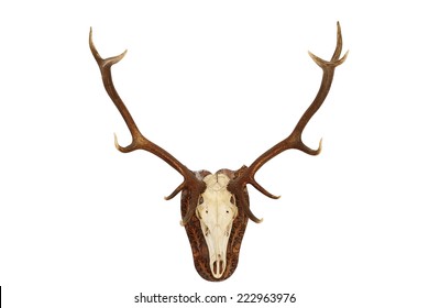 Majestic Red Deer Stag ( Cervus Elaphus ) Hunting Trophy, Isolated Head Mounted On Wall For Your Design, Animal Hunted In Romania, Bucovina