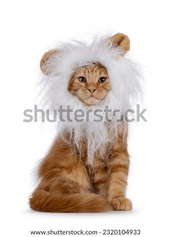 Majestic red Maine Coon cat kitten, sitting up facing front wearing fake white lion manes. Looking towards camera. Isolated on a white background.