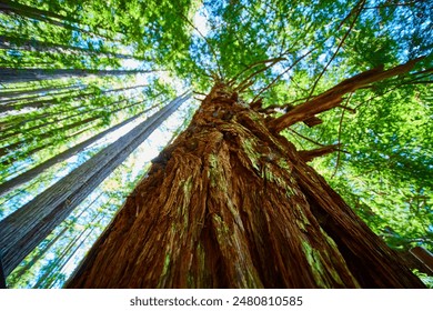 Majestic Redwood Canopy Upward Perspective in Dense Forest - Powered by Shutterstock