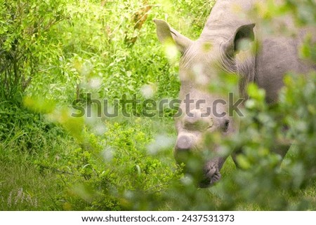 A majestic rhinoceros partakes in a meal among the dense greenery, its huge body partially obscured by bushes. The tranquility of its natural habitat is palpable as the animal finds sustenance in its 